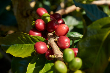 granos de café maduros en la planta
