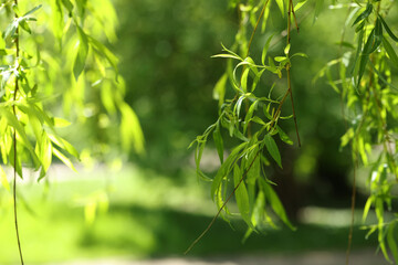 Naklejka premium Beautiful willow tree with green leaves growing outdoors on sunny day, closeup. Space for text