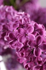 Naklejka na ściany i meble Beautiful blooming lilac flowers on blurred background, closeup