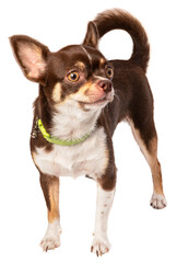 Brown Chihuahua dog on White Background, Chihuahua dog isolated on white background With clipping path, 