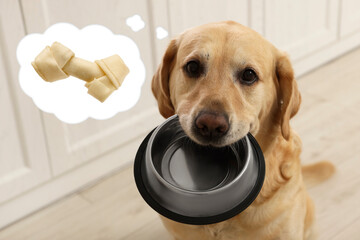 Cute Golden Labrador Retriever carrying feeding bowl and dreaming about tasty treat indoors....