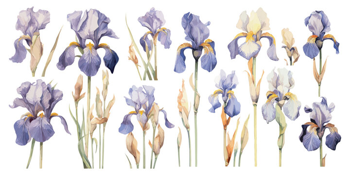 watercolor iris flower clipart for graphic resources