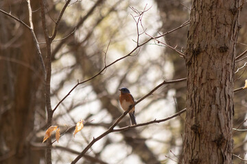 This cute little bluebird sat perched in this tree branch when I took the picture. His beautiful...