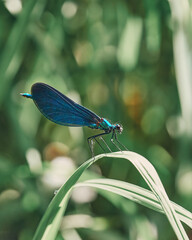 blue dragon fly