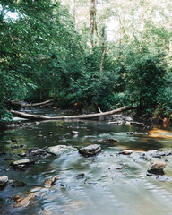 Fototapeta premium river in the forest