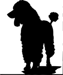 Poodle animal images