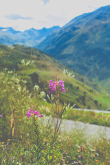 Fototapeta premium flowers in the mountains
