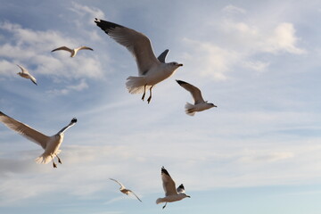 Coney Island seagulls in flight against blue sky, Brooklyn, New York