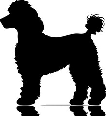 Poodle animal images