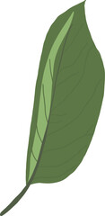 Green Leaf. Sakura or Cherry Bloom Tree. Hand Drawing Beauty Plant. Cartoon Vector Illustration on White Background