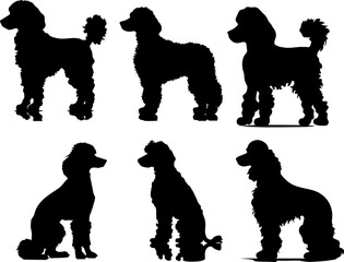 Poodle animal images