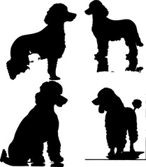 Poodle animal images