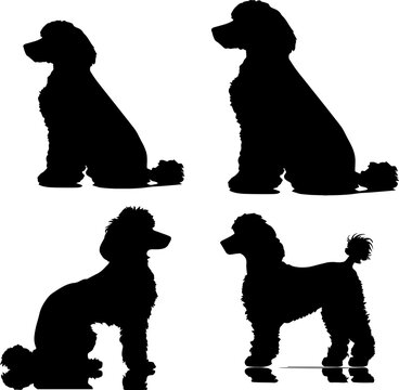 Poodle animal images