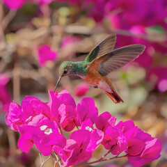 hummingbird on flower