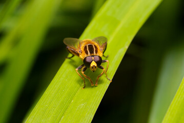 A fly perched on a blade of grass