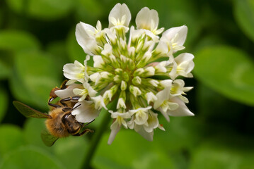 A honey bee on a white flower
