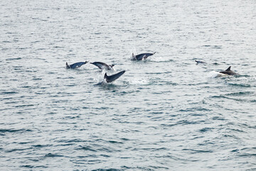 Dolphins jumping out of water
