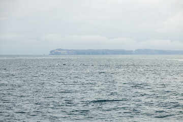 Naklejka na ściany i meble Dolphins swimming in the ocean