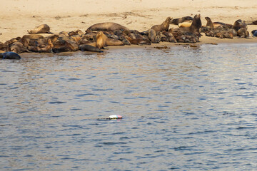 Fototapeta premium Harbor seals on the sand beach