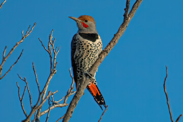northern flicker in a tree