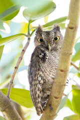 Close-up portrait of an adorable screech owl (Megascops asio) in a tree in Sarasota, Florida