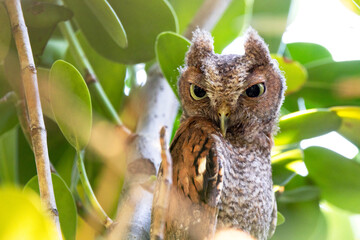 Close-up portrait of an adorable screech owl (Megascops asio) in a tree in Sarasota, Florida