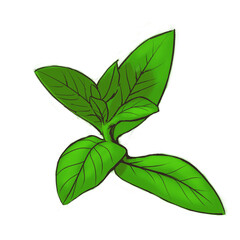 Mint sprout