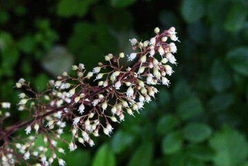 Coral bells ( Heuchera sanguinea ) flowers. Saxifragaceae evergreen perennial plants. Many pot-shaped flowers on long stalks from May to July.