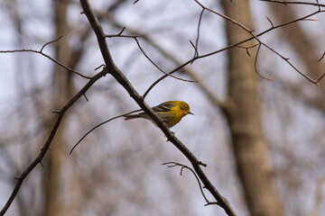 This cute little pine warbler bird was sitting here perched in this tree branch when I took this...