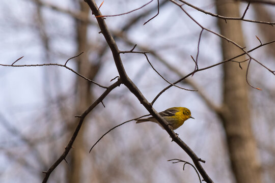 This cute little pine warbler bird was sitting here perched in this tree branch when I took this picture. The pretty yellow feathers stands out in the woods. I love the almost tweety bird look.
