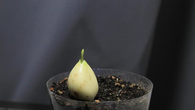 Planted Garlic is sprouting timelapse