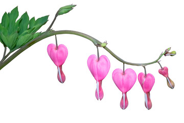 Broken heart flower isolated on transparent background.
