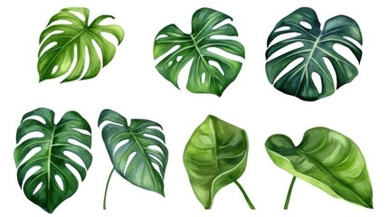 Exotic plant, palm leaf, monstera on isolated white background, watercolor illustration.Generated with AI