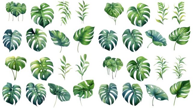 Exotic plant, palm leaf, monstera on isolated white background, watercolor illustration.Generated with AI © sirisakboakaew