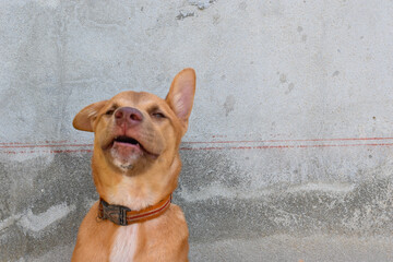 blur of brown Thai puppy funny face in front of old cement wall background