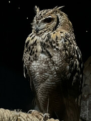 great owl