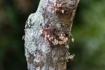CACAO PLANT, FLOWER, FUITS