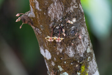 CACAO PLANT, FLOWER, FUITS