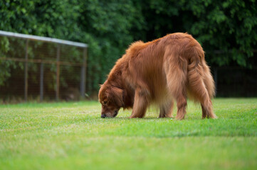 Golden Retriever playing on the grass