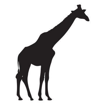 Giraffe vector silhouette illustration.