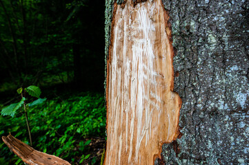 Fir bark stripped by a bear. Bieszczady Mountains, Carpathians, Poland.