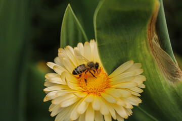 bee on marigold flower