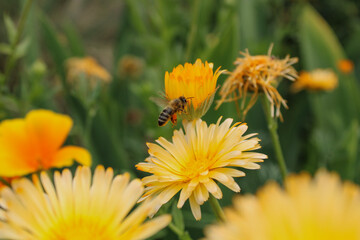 bee flying onto a marigold flower