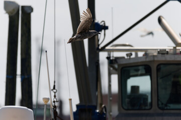 Seagull flying near fishing boat in Westport, Washington.