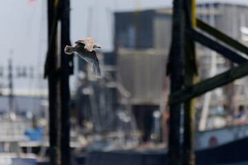 Seagull in flight near wood fishing dock at Westport, Washington.