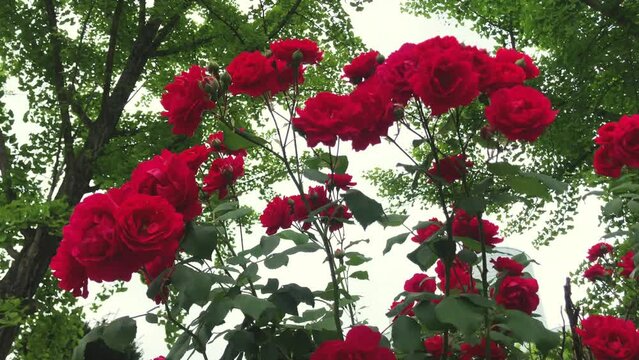 Rose flower is blossoming on May