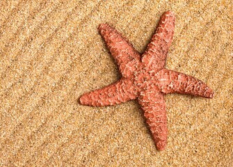 red starfish on sand