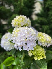 Purple, blue and pink heads of hydrangea flowers, Nice blue hydrangea