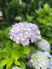 Purple, blue and pink heads of hydrangea flowers, Nice blue hydrangea
