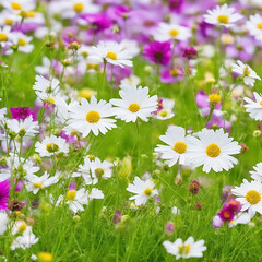 Nature beauty in colors meadow daisy blossoms, created with generative ai